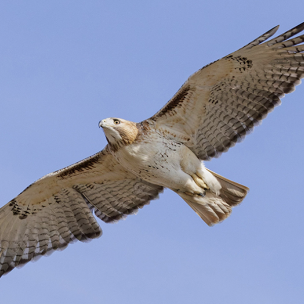 Scientists track red-tailed hawks nesting near WashU campus