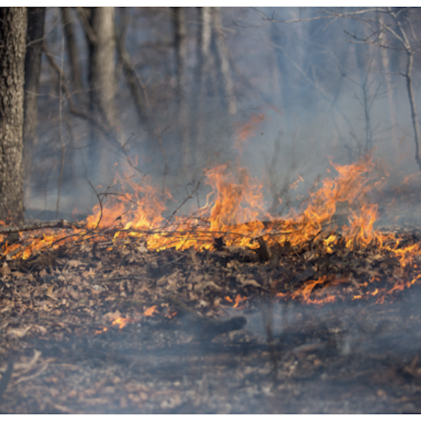 Hot Topic: Fire and Biodiversity in the Missouri Ozarks