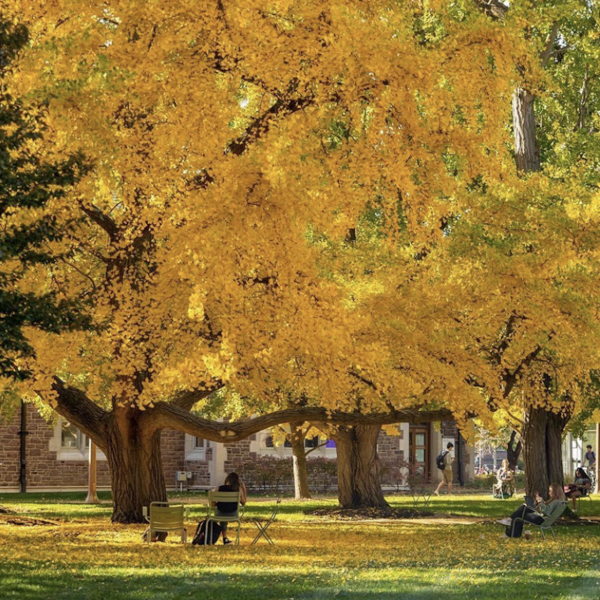 Home to 6,500 trees, WashU Arboretum earns rare status