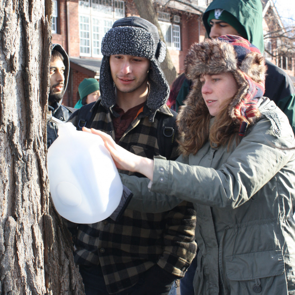 students collecting maple syrup from tree