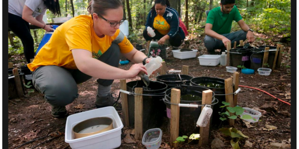 students working on environmental projects outdoors