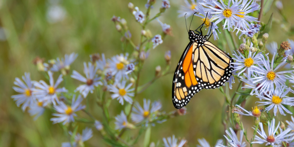 monarch butterfly