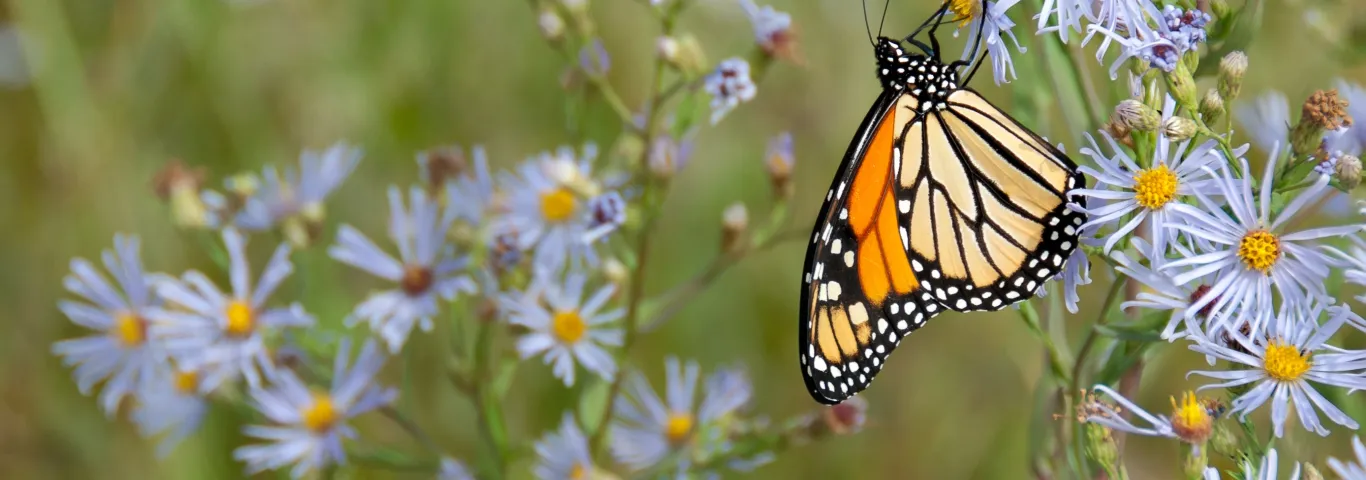 monarch butterfly