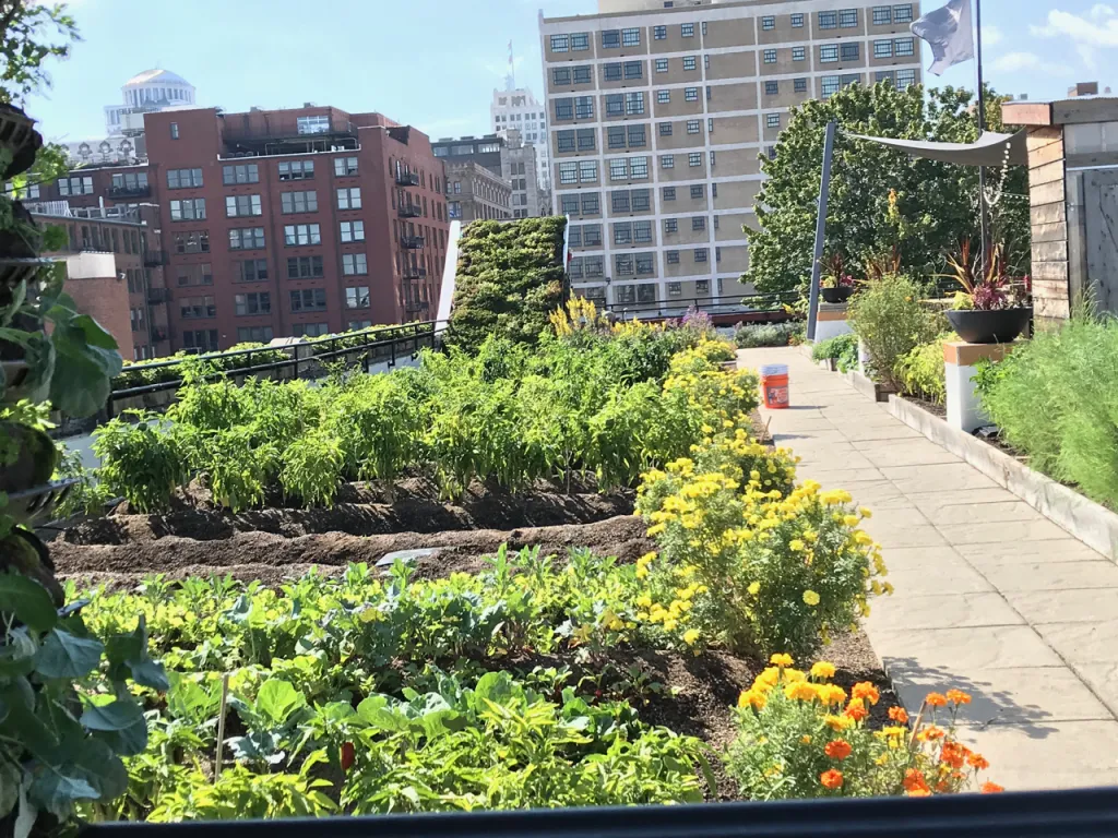 Food roof Downtown STL