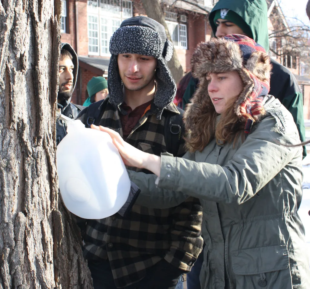 students collecting maple syrup from tree
